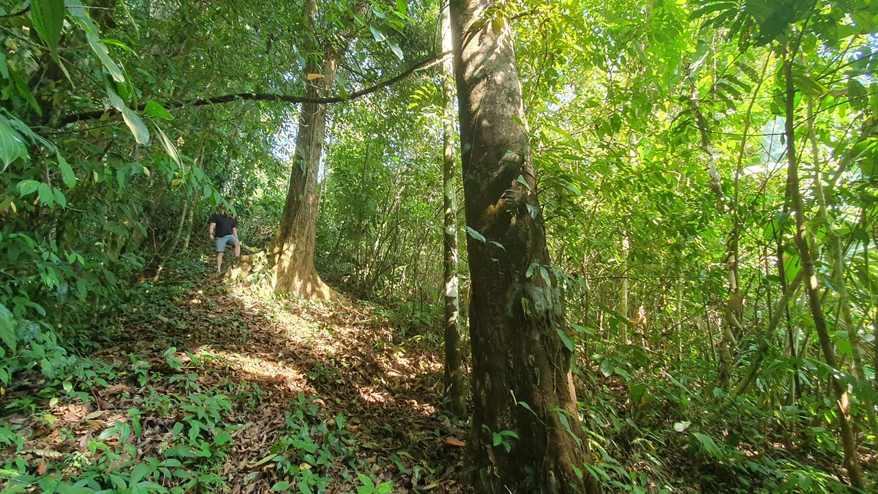 CONSERVATION AND DEVELOPMENT LAND WITH OCEAN VIEW IN SIERPE, COSTA RICA - Gallery image 17