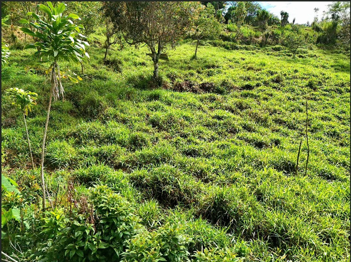 Mountain Home Construction Site For Sale in Miravalles - photo 2