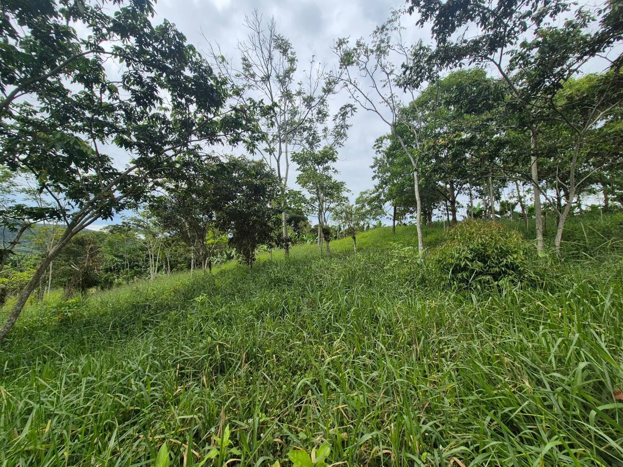 Se vende 6acres en San Antonio de Rivas, Pérez Zeledón: Countryside Home Construction Site For Sale in San Isidro del General - Gallery image 13