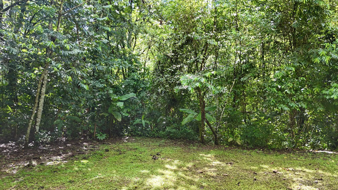 Selva Vista Estate: 5.9 Acres of Wild Beauty - Gallery image 14