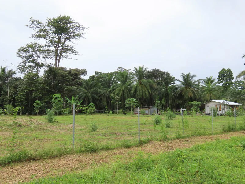 1.45-Acre Lot with Excellent Location in Canaza de Puerto Jimenez - Gallery image 7