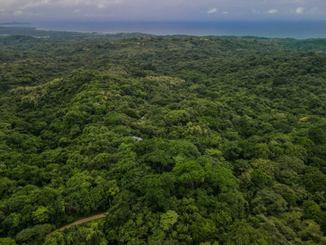 Nosara's Brand New Top Villas as a Business Opportunity in the dense forest of catchment area, 7 villas for sale in Costa Rica's Healthy Blue Zone - Gallery image 31