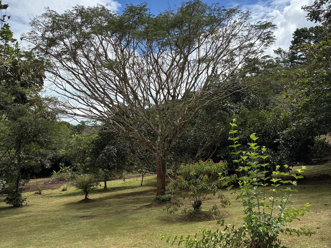 Building Lot 2O minutes from San Isidro with Fruit Trees and Views - Gallery image 3