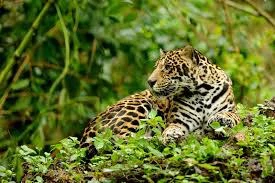 JUNGLE PARADISE: Nature Lovers Dream: 204 acres of Wilderness and a Building Pad - Gallery image 17