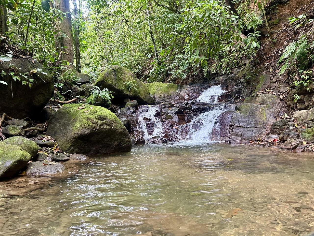 Selva Vista Estate: 5.9 Acres of Wild Beauty - Gallery image 33