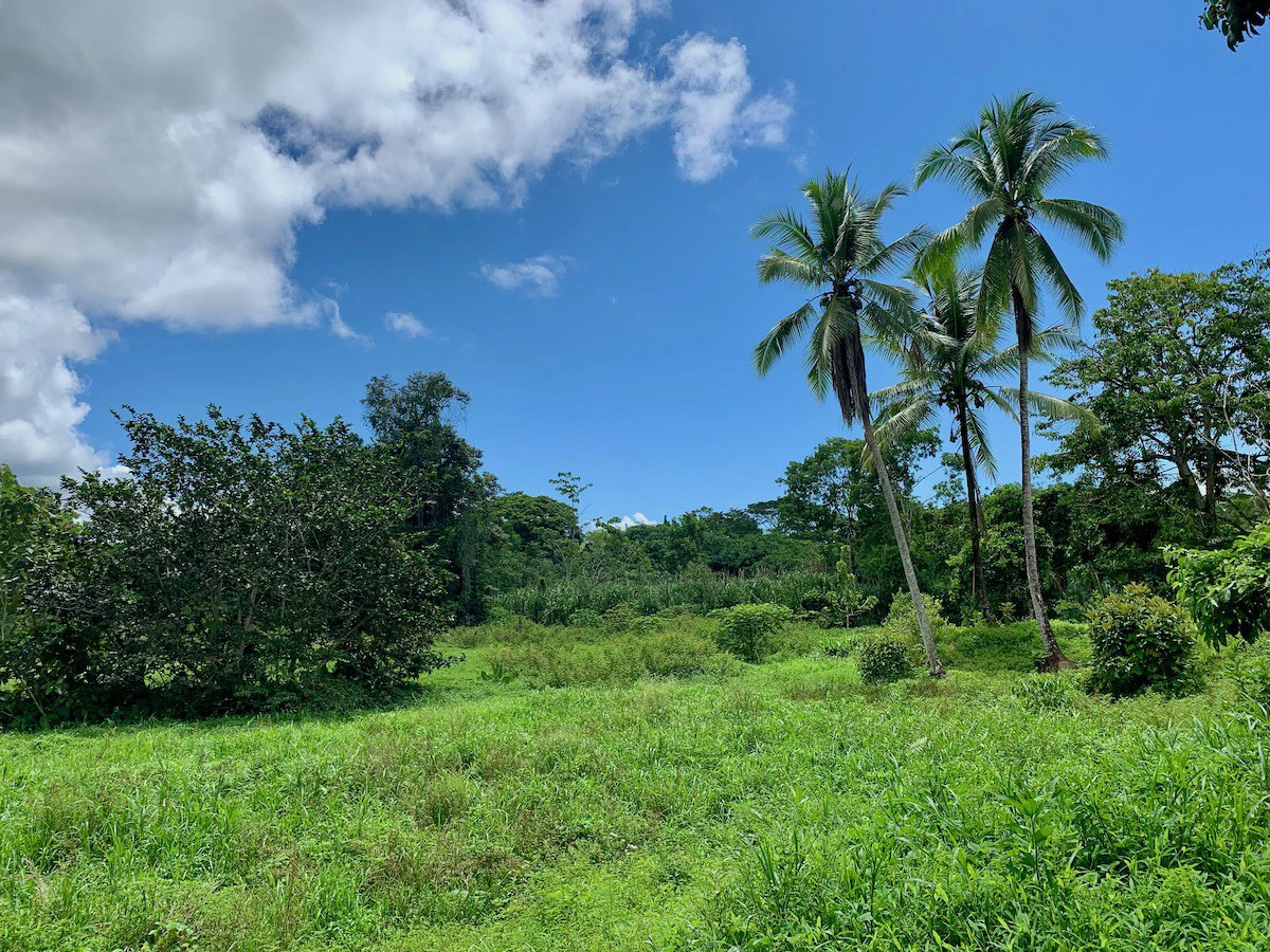 Jungle View Property in Osa Peninsula - Gallery image 6