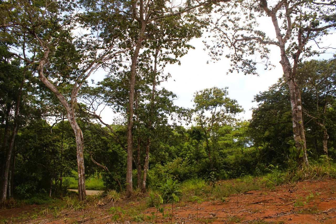 Wildlife Reserve Farm close to Ojochal - photo 7