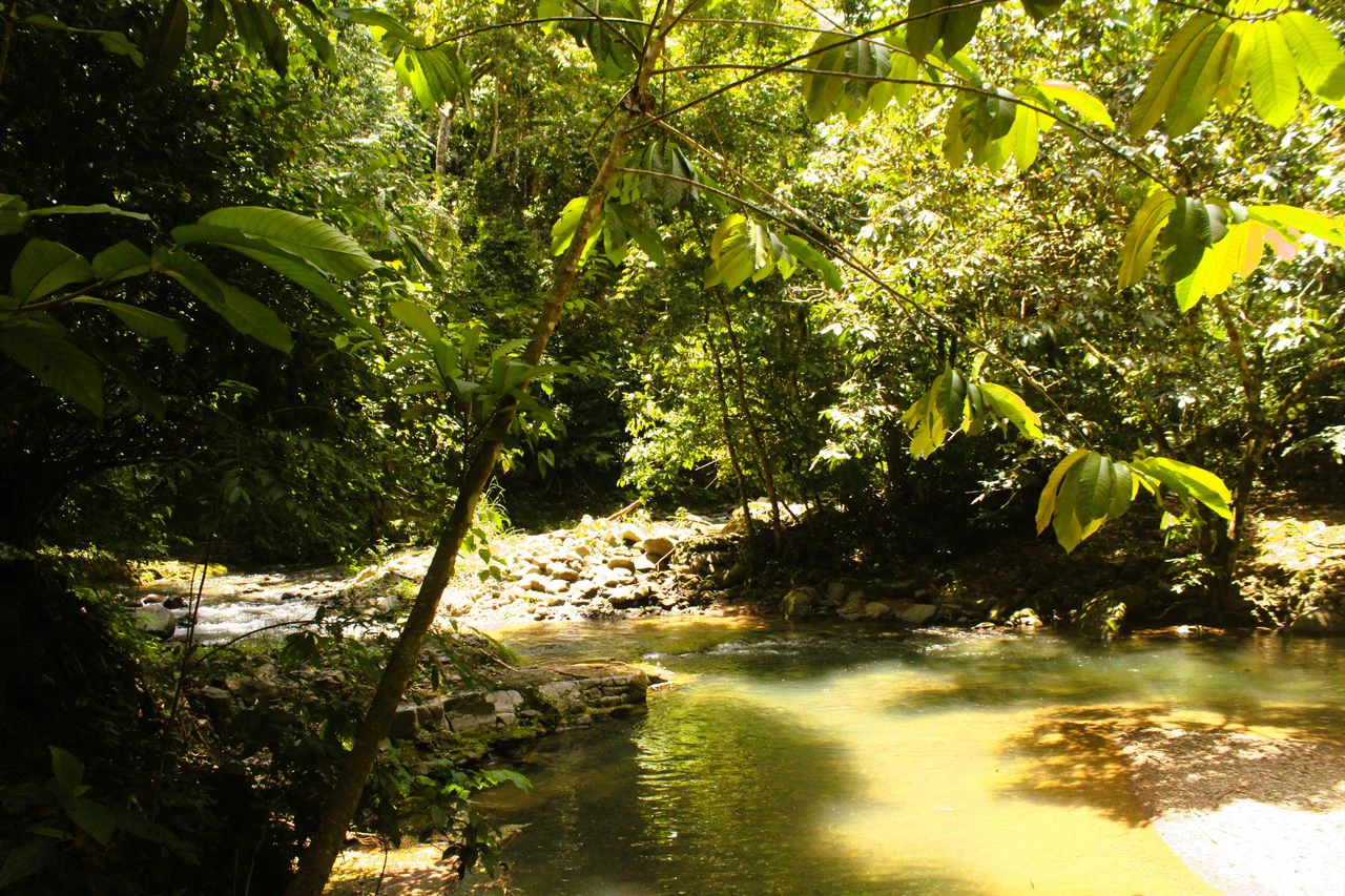 Wildlife Reserve Farm close to Ojochal - photo 17