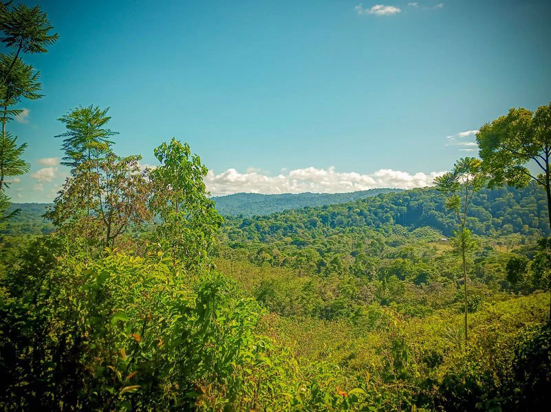Ocean View & Primary forest 55-ha Rincon de Osa - Gallery image 18