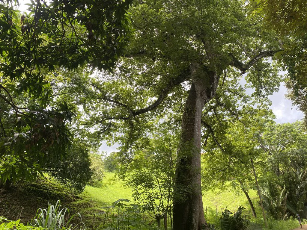 Finca Rio El Carmen: 3 HA Finca with Elevation Across from Renowned Rio Ora, 1 HA parcels available, Three 1700 m2 lots - All available in Rustic El Carmen - Gallery image 14