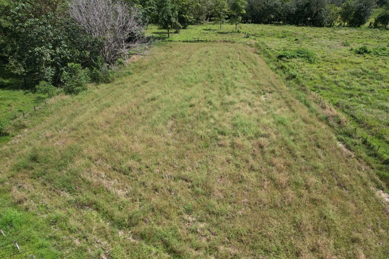 Land For Sale with Excellent Location in La Amapola, Puerto Jimenez - Gallery image 7