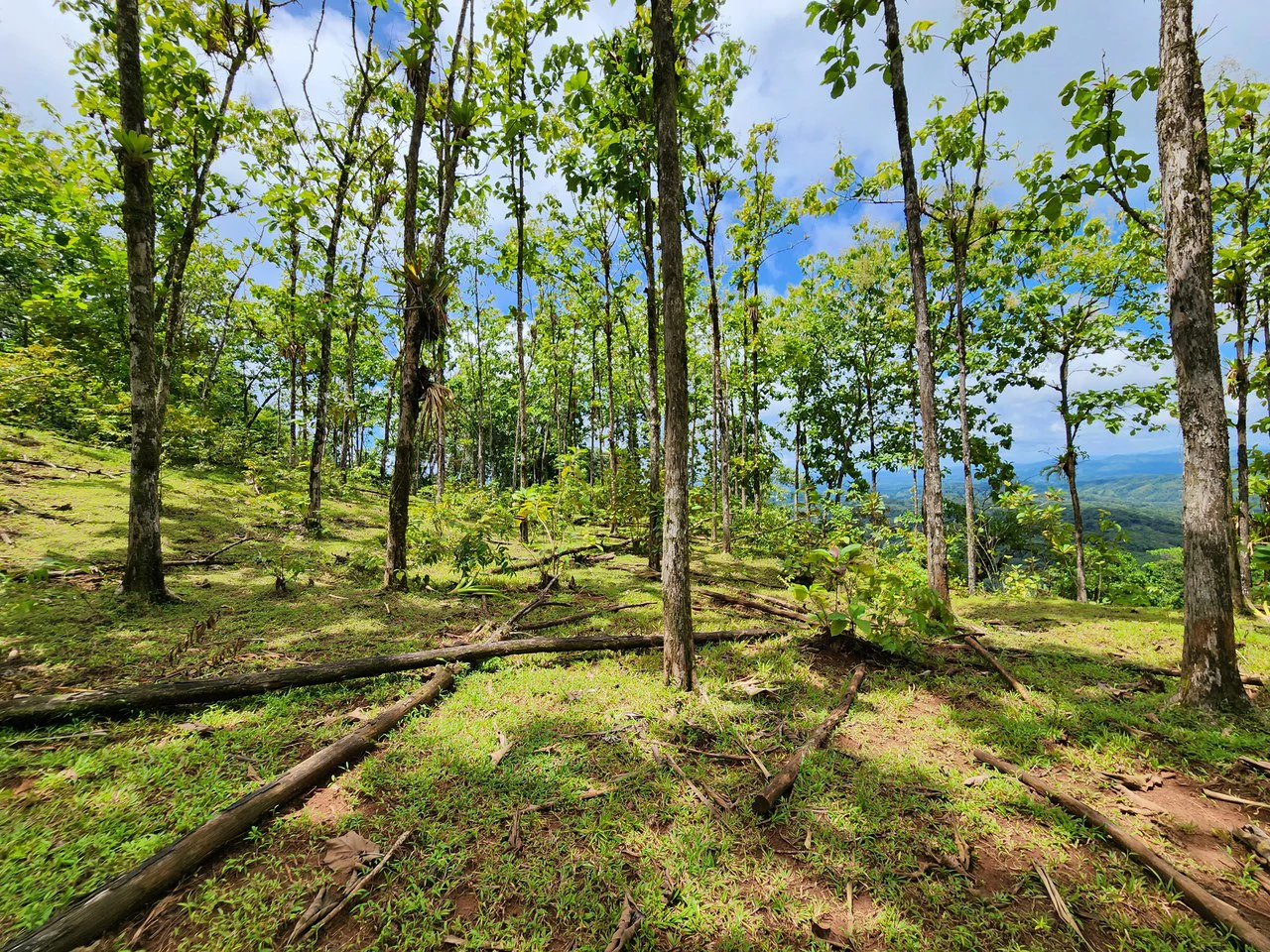 PRIME PARRITA FARM FOR SALE - Gallery image 40
