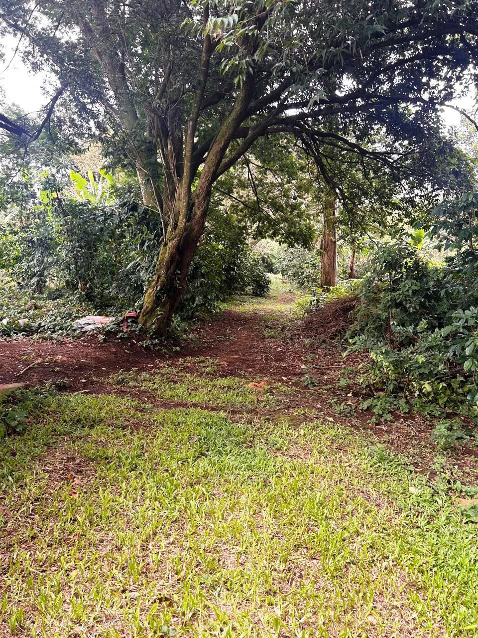 Hot Market: 2.6 Ha for Residential Development in the heart of the action! - photo 5