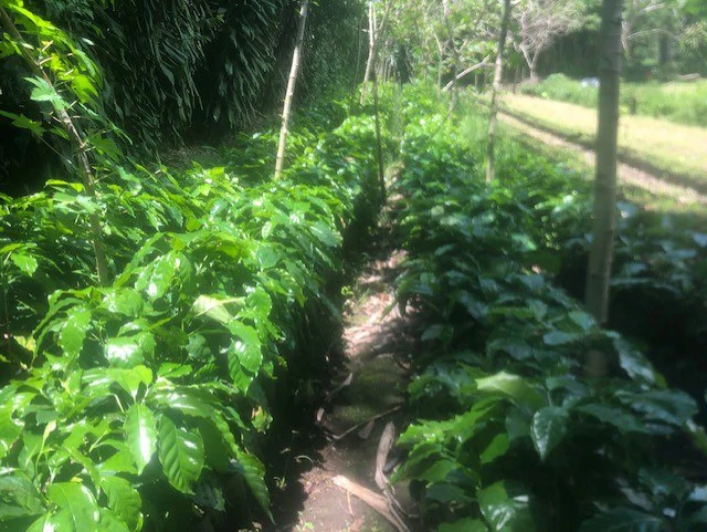 Coffee Farm in Monteverde is a full working Business - Gallery image 26