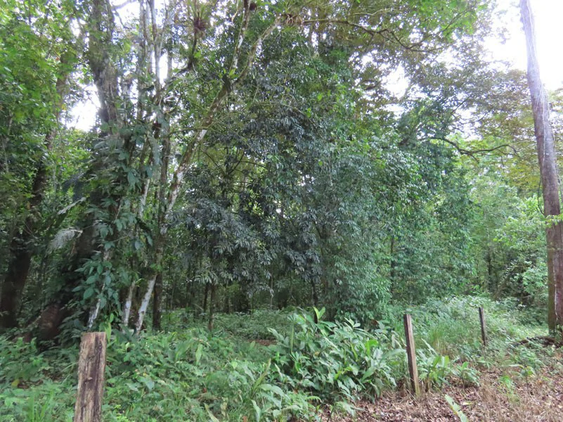 0.25 Acres Lots For Sale in La Amapola, Puerto Jimenez on Highway-245 - Gallery image 16