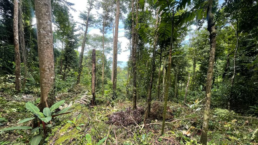 Eduardo Lee 17 Acres: Mountain Agricultural Land For Sale in Bejuco - Gallery image 10