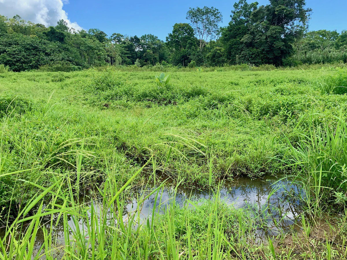 Jungle View Property in Osa Peninsula - Gallery image 10