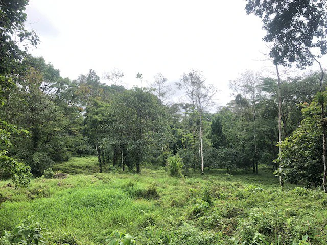 Cold & Hot springs surrounded by an overgrown farm, taken back by nature - Gallery image 27