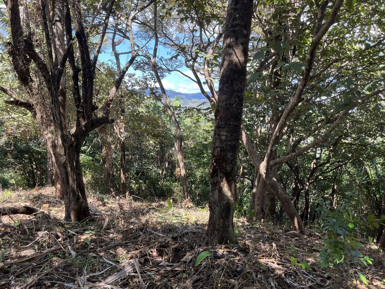 Lot 74 Montana: Beautiful Ocean View - Gallery image 7
