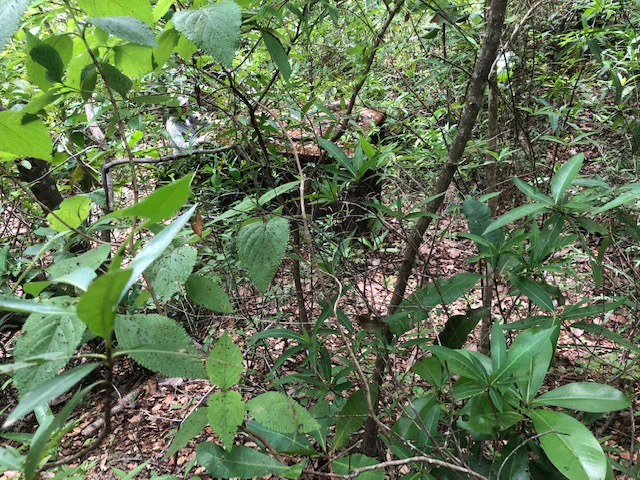 Mountain Farm for Sale in Liberia – Nature, Privacy, and High Investment Potential - Gallery image 21
