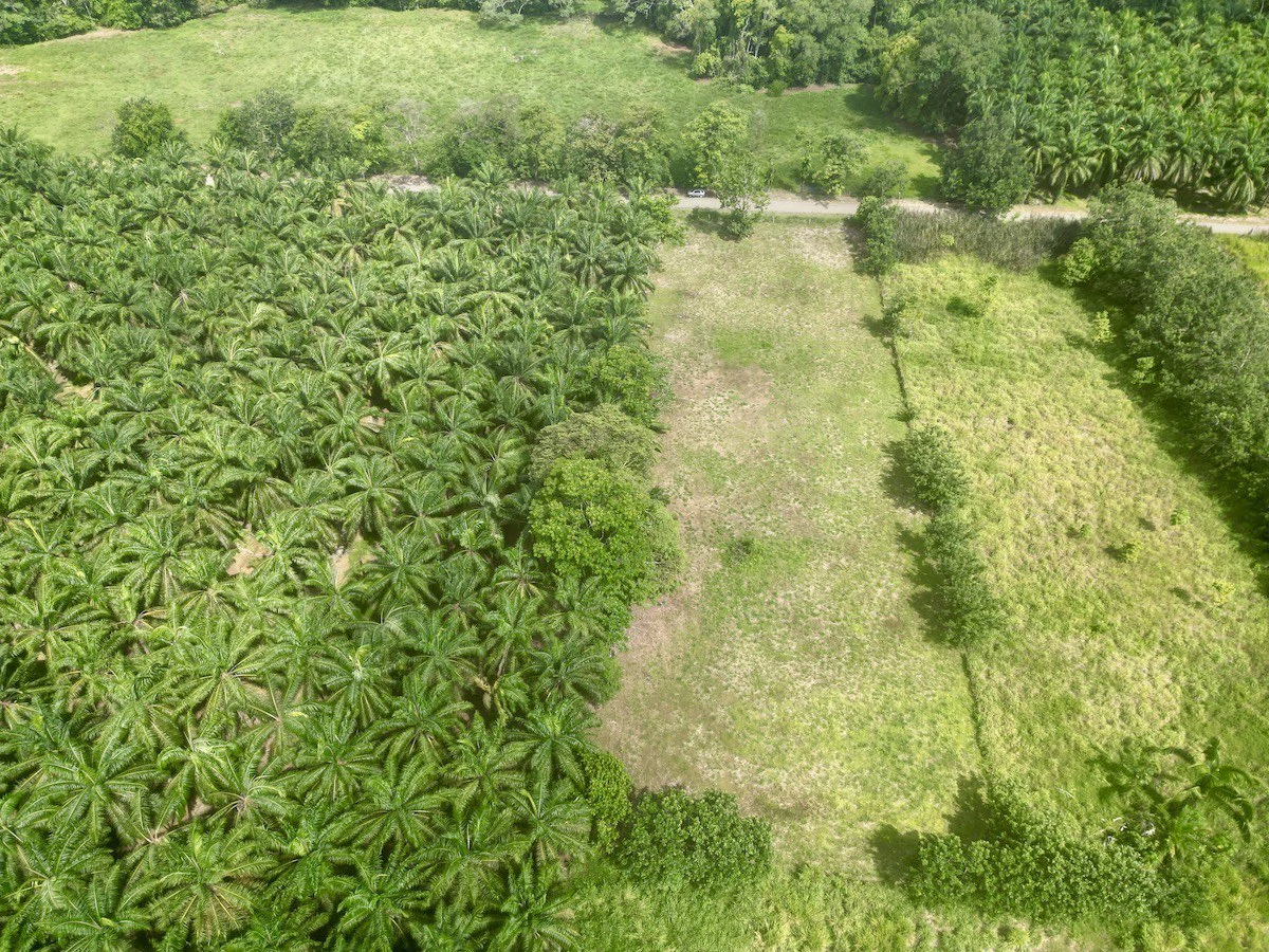 Titled Property Near The Golfo Dulce Coast - Gallery image 2