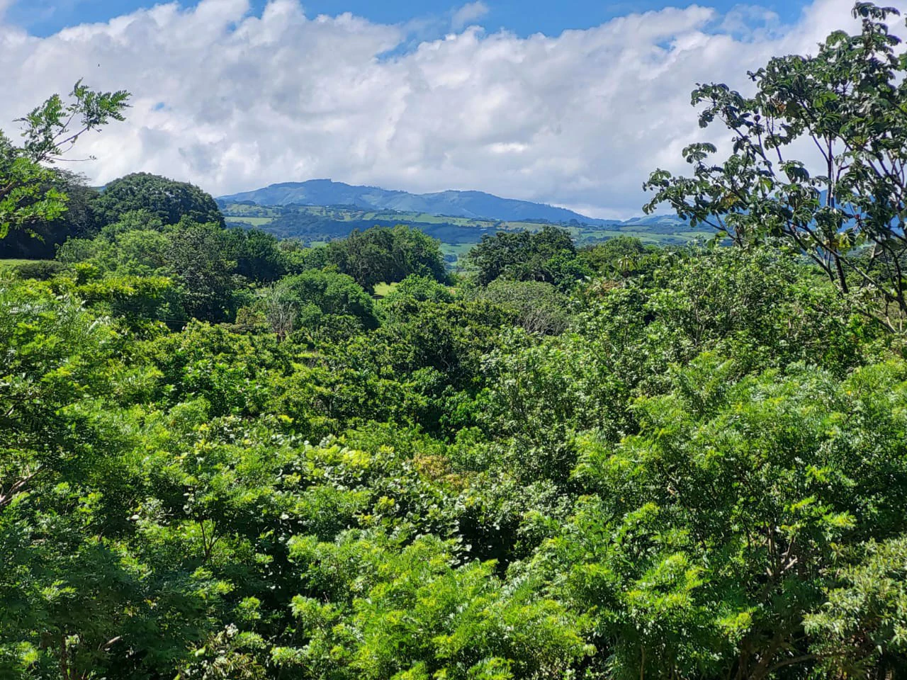 FINCA LA TEJONA - Gallery image 4