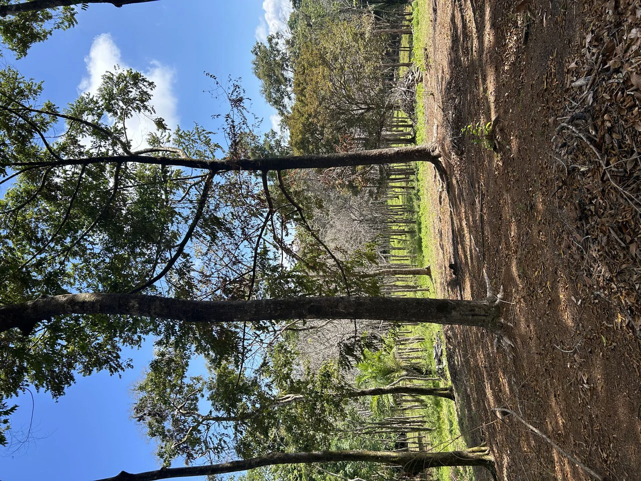 Cabo Matapalo:  3.8 Acre Ocean View Lot In Peninsula De Osa, Golfo Dulce - Gallery image 27