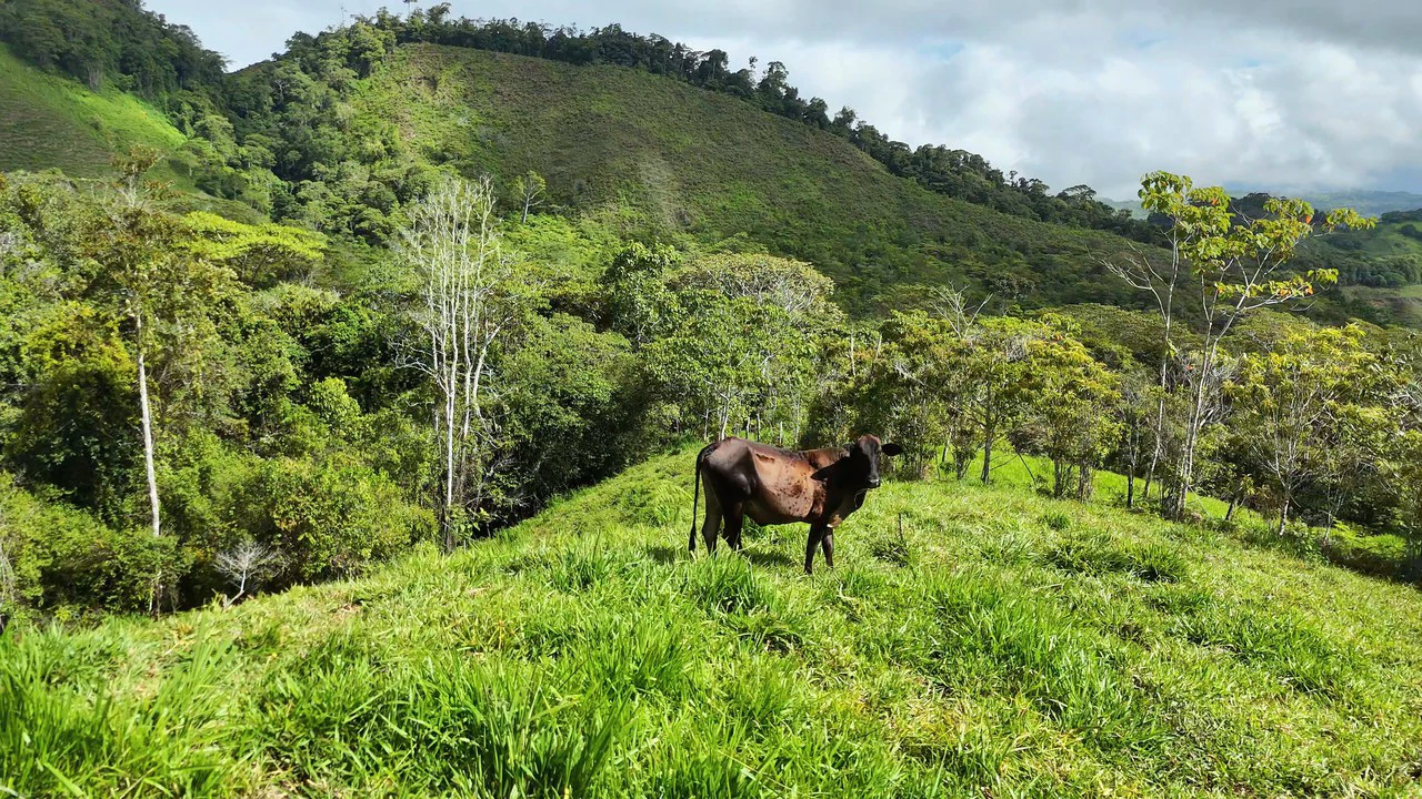 Mountain Agricultural Land For Sale in San Isidro del General