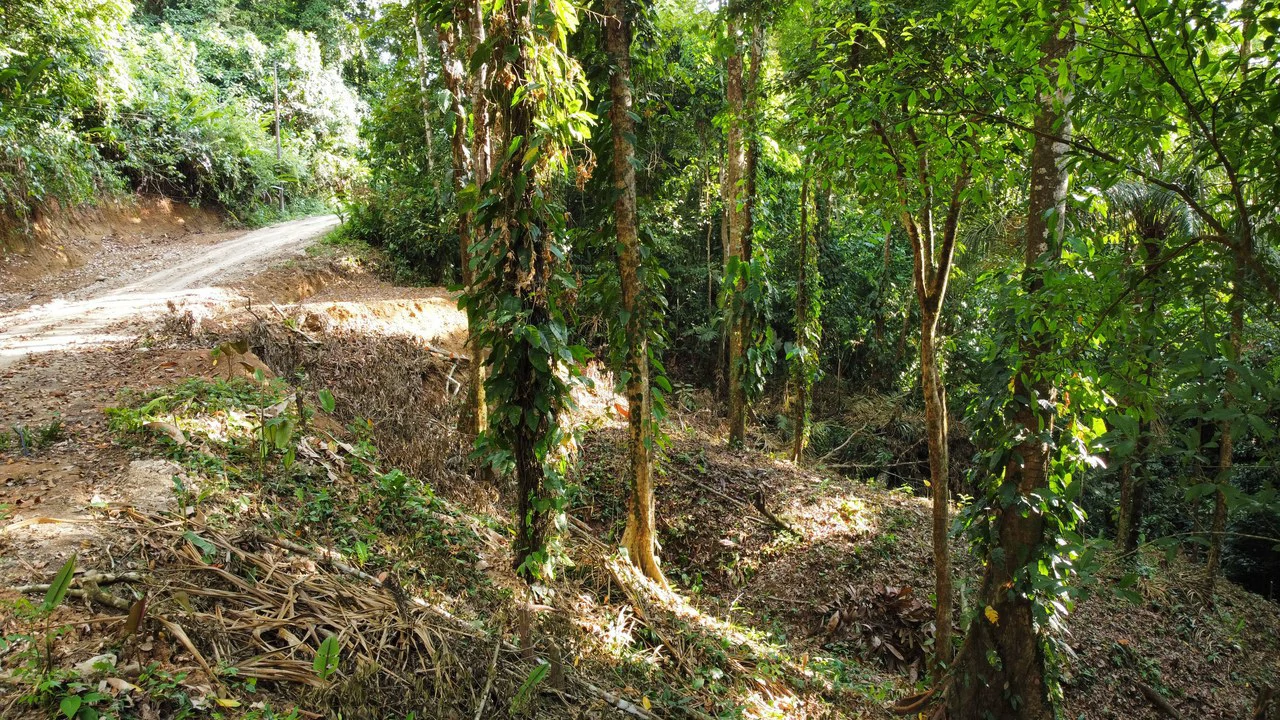 Unique property with creek and waterfall in lush jungle: Mountain Home Construction Site For Sale in Damas - Gallery image 11