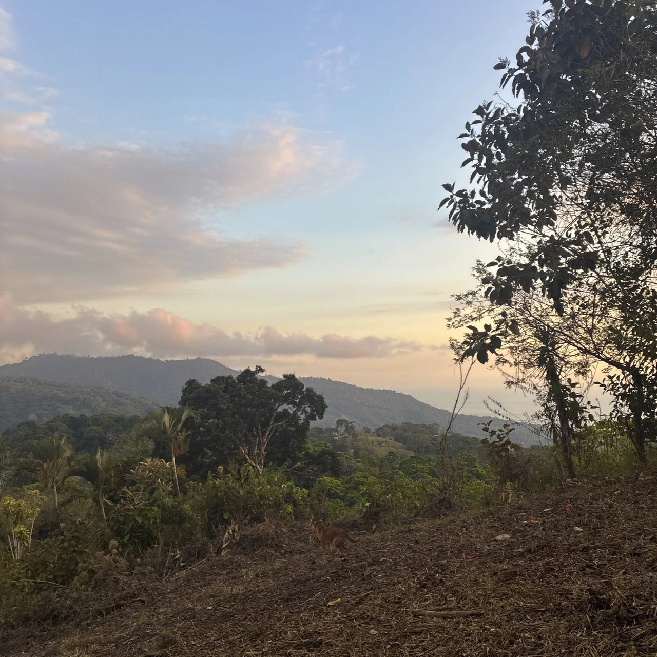 Ocean & Mountain View Lot with Multiple Building Sites-20 Minutes from Uvita - Gallery image 2