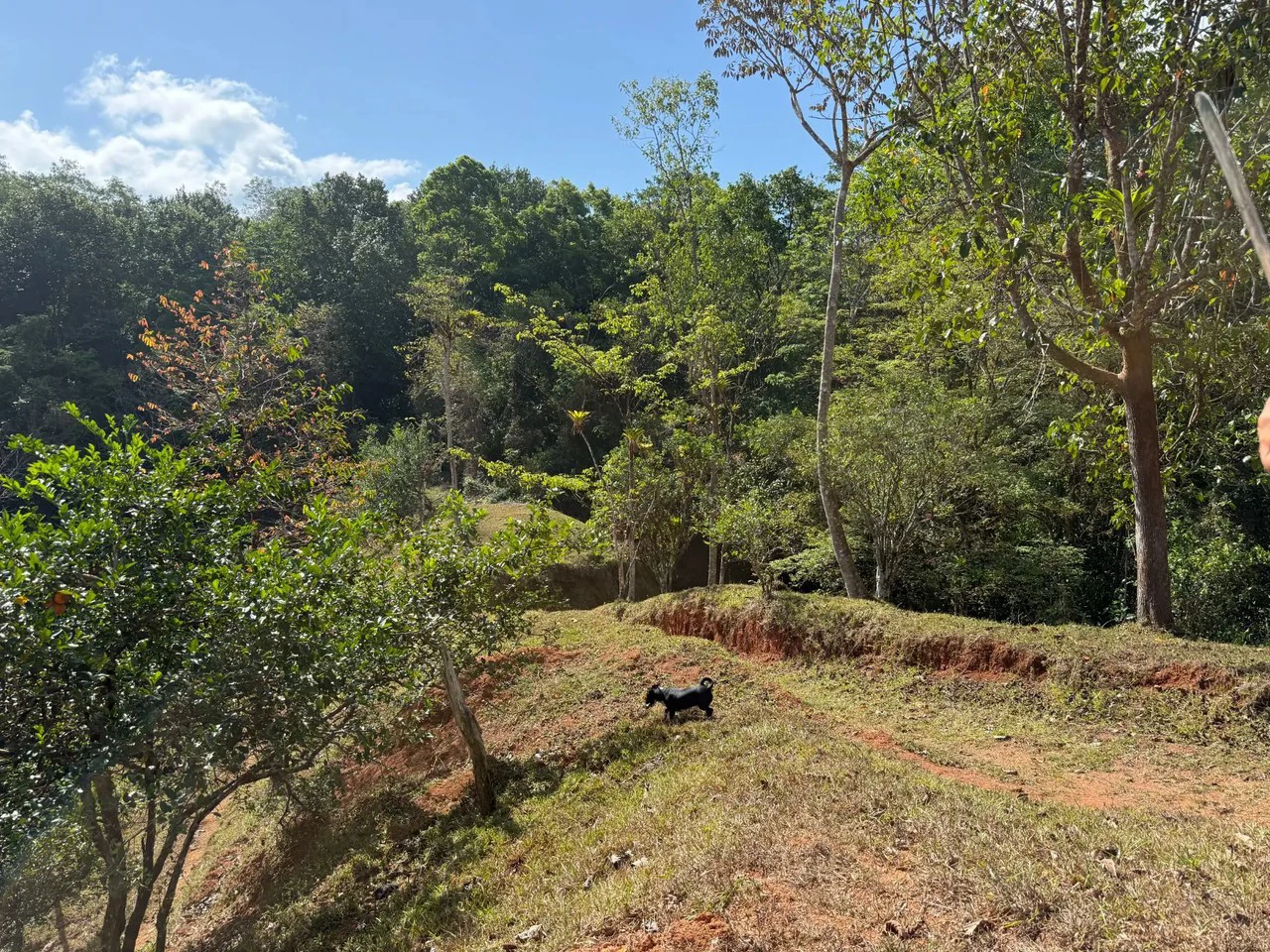 11.4 Hectare Mountain Estate: Lush Forest, River & Farm Potential in Arenal Puriscal , San Jose - Gallery image 20