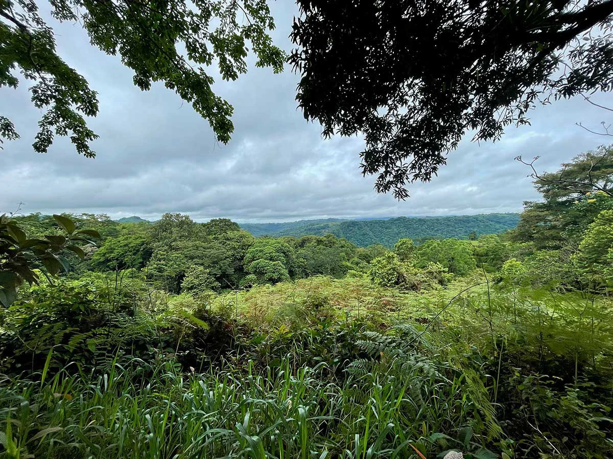 ID 4167: Investment Opportunity: 8-Acre Reforested Mountain Finca in Puriscal