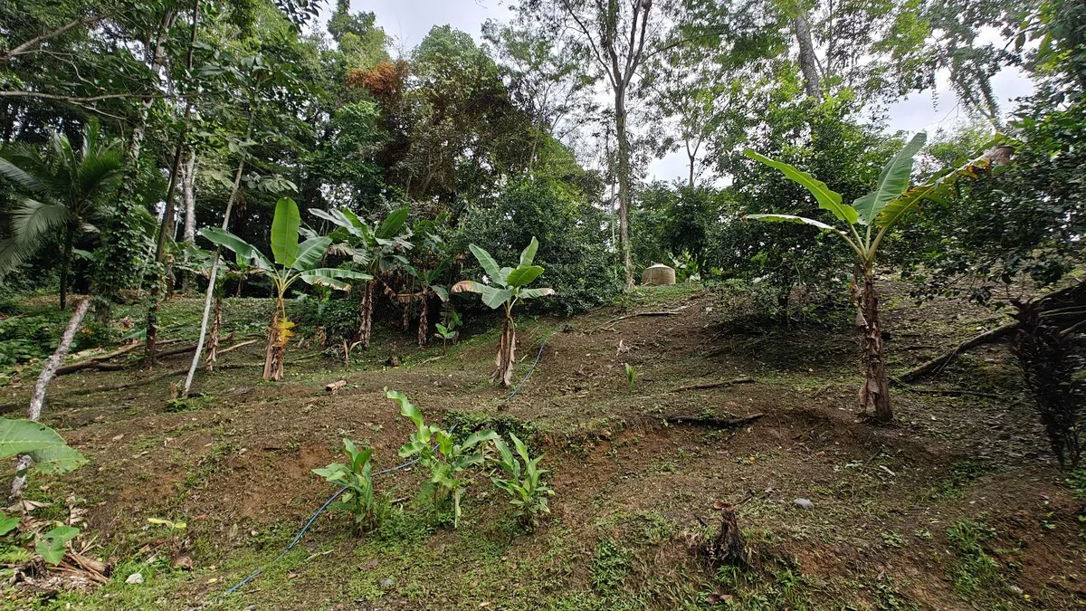 ID 925: Elevated Jungle Property with Two Residences, Open Air Living Space, and Mountain Views - Gallery image 23