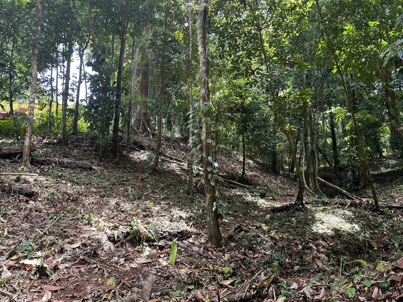 1.6 Acres Land Parcel in Ballena, Jungle Views.: Mountain Home Construction Site For Sale in Bahía Ballena - Gallery image 12