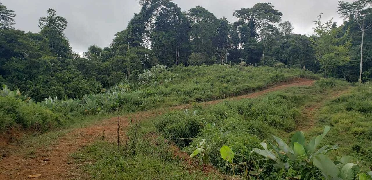 Fire Sale Farm with Ocean View | Piedras Blancas, Osa Peninsula - Gallery image 10