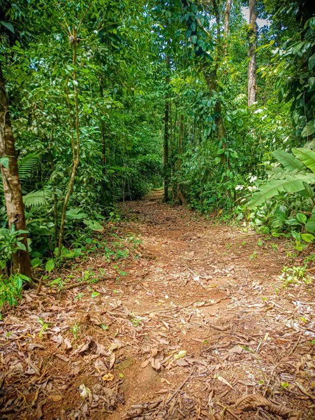 Ocean View & Primary forest 55-ha Rincon de Osa - Gallery image 27