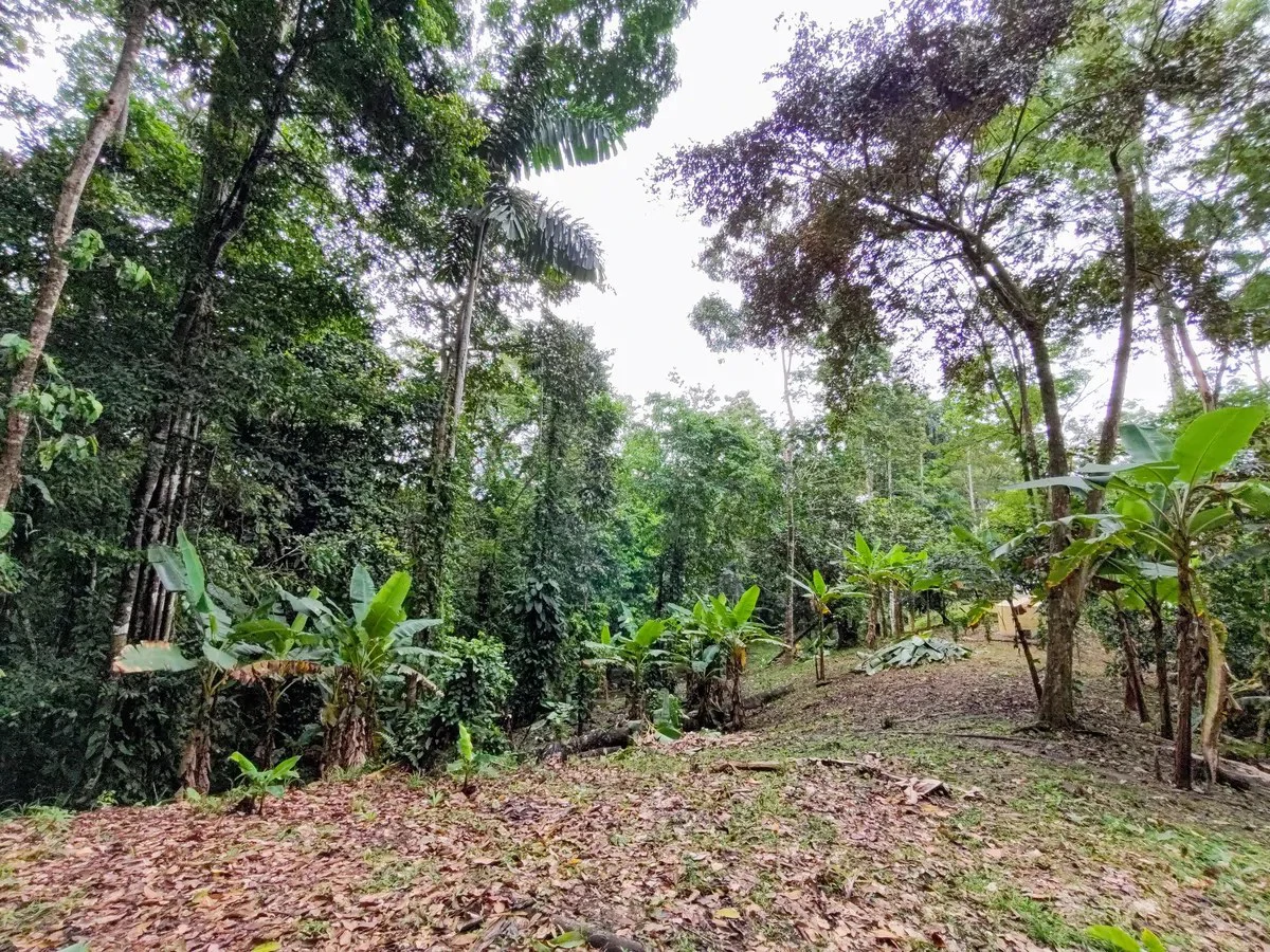 ID 925: Elevated Jungle Property with Two Residences, Open Air Living Space, and Mountain Views - Gallery image 11