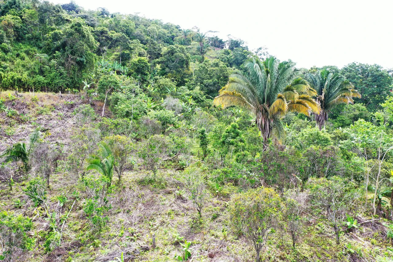 4.6 Acre Tropical Fruit Farm with Elevated Homesite & Valley Views San Isidro - photo 20