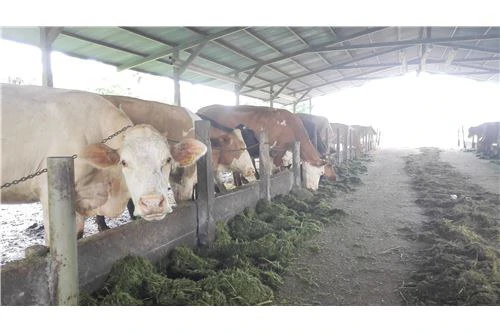 COCOA AND DAIRY FARM IN PRODUCTION AND GROWING: COCOA FARM IN PRODUCTION AND GROWING - Gallery image 2