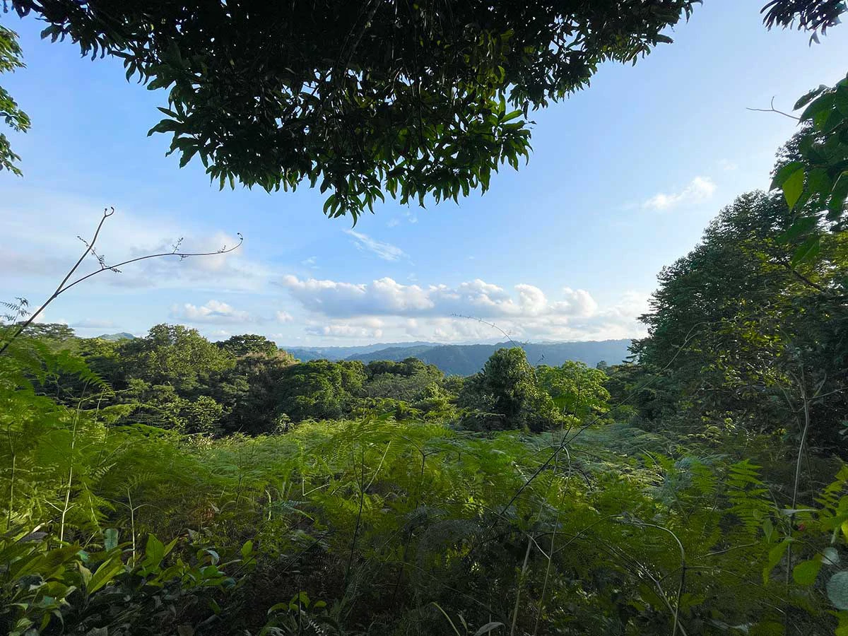 ID 4167: Investment Opportunity: 8-Acre Reforested Mountain Finca in Puriscal - Gallery image 4