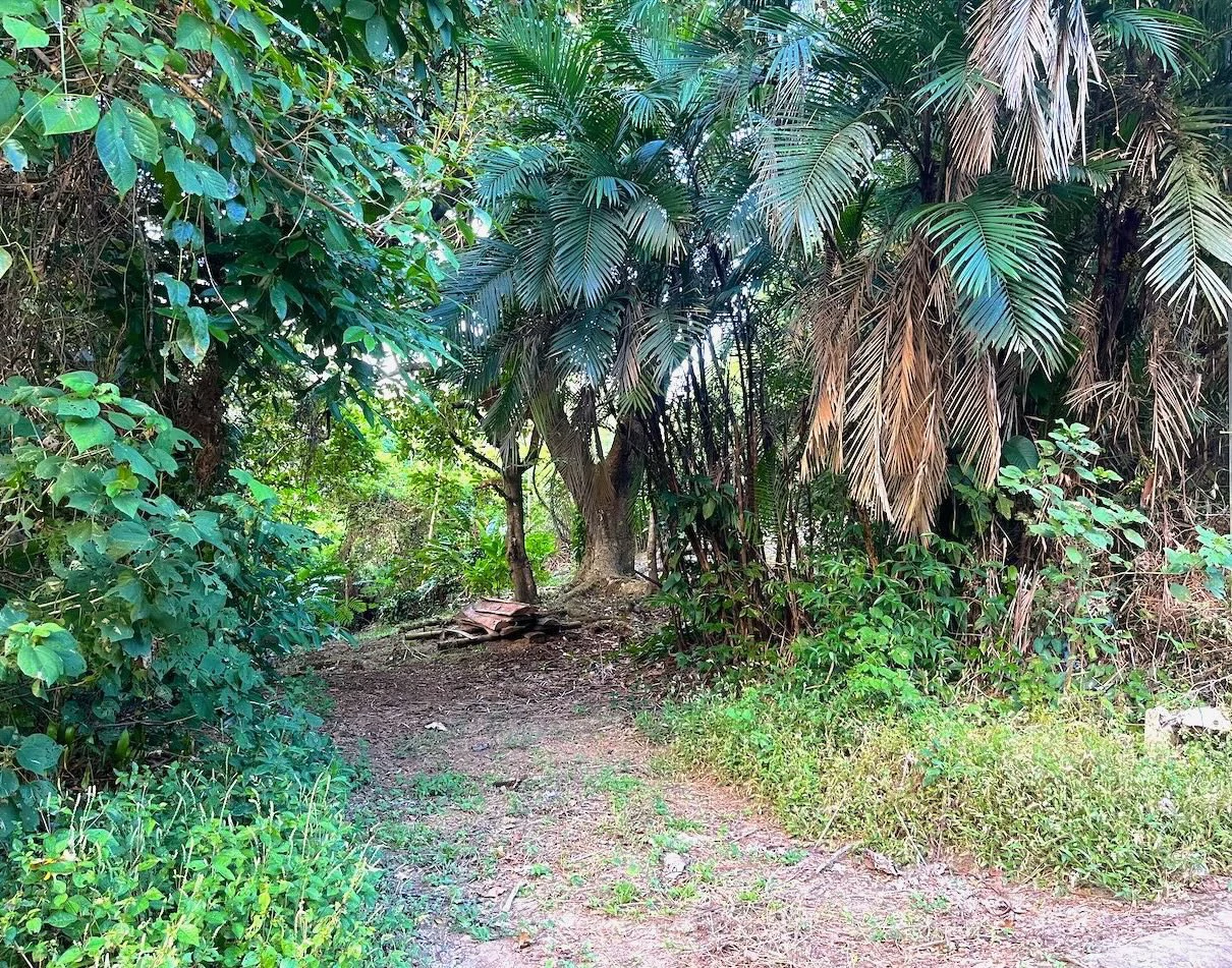 2300m2 Commercial and Residential land steps from the ocean:Surrounded by Nature in  Mal País and 10 min from Santa Teresa - Gallery image 5
