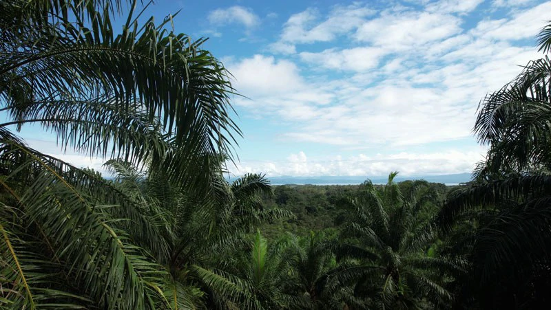 Palm Farm with Ocean View, Ideal for Ecotourism or Residential Development - Gallery image 27