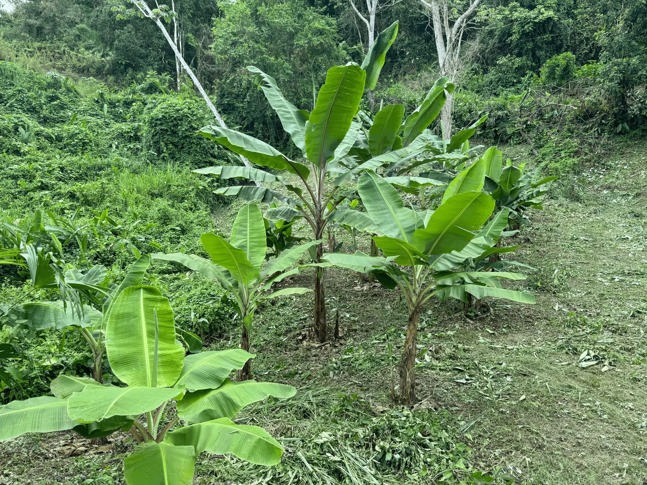 7.56 ACRES – Ocean View Acreage In Lagunas, 50% Flat And Usable, Public Road, ASADA Water, Fruit Trees!!!! - Gallery image 7