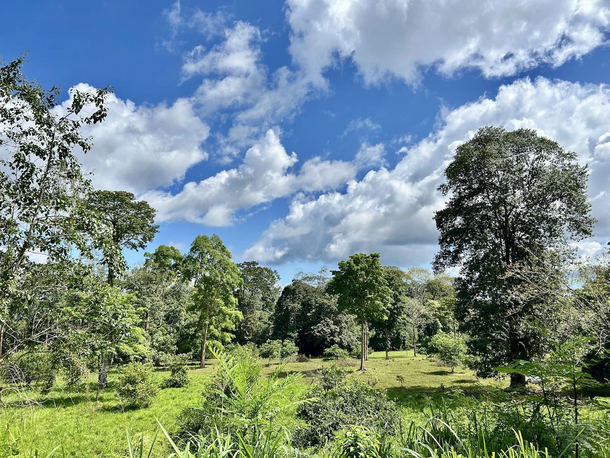 Ideal Osa Peninsula Property for Estate or Homestead - Gallery image 5
