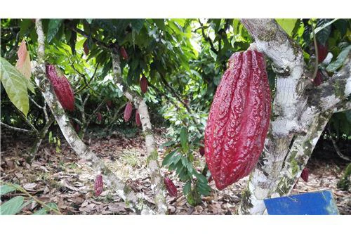 COCOA AND DAIRY FARM IN PRODUCTION AND GROWING: COCOA FARM IN PRODUCTION AND GROWING