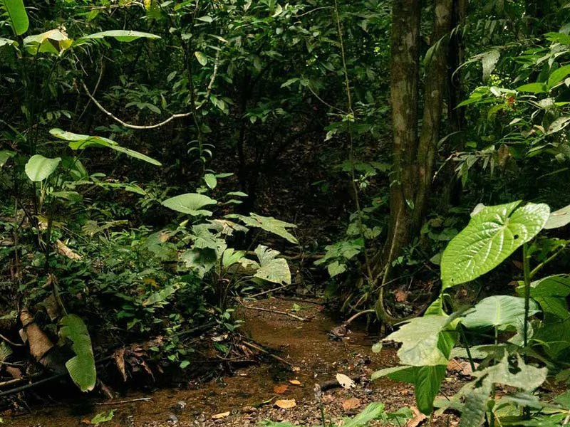Golfo Dulce Jungle Reserve Extraordinary property in Cañaza - Gallery image 4