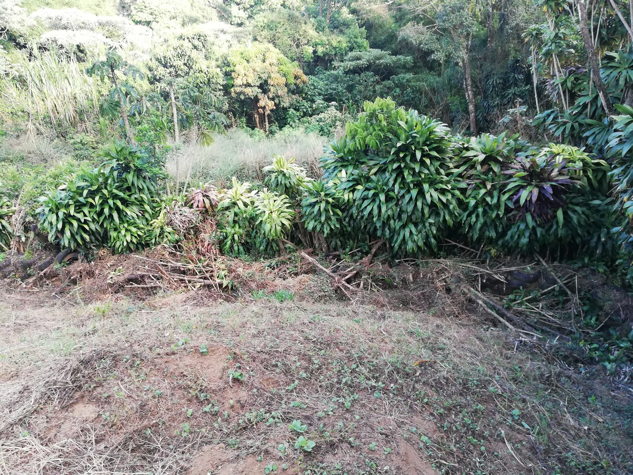 Nature Lot: REDUCED! 1,013 m2 lot off the main road - Gallery image 4