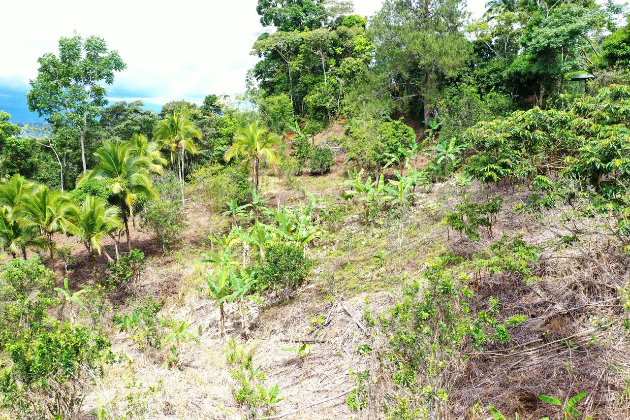 4.6 Acre Tropical Fruit Farm with Elevated Homesite & Valley Views San Isidro - photo 22