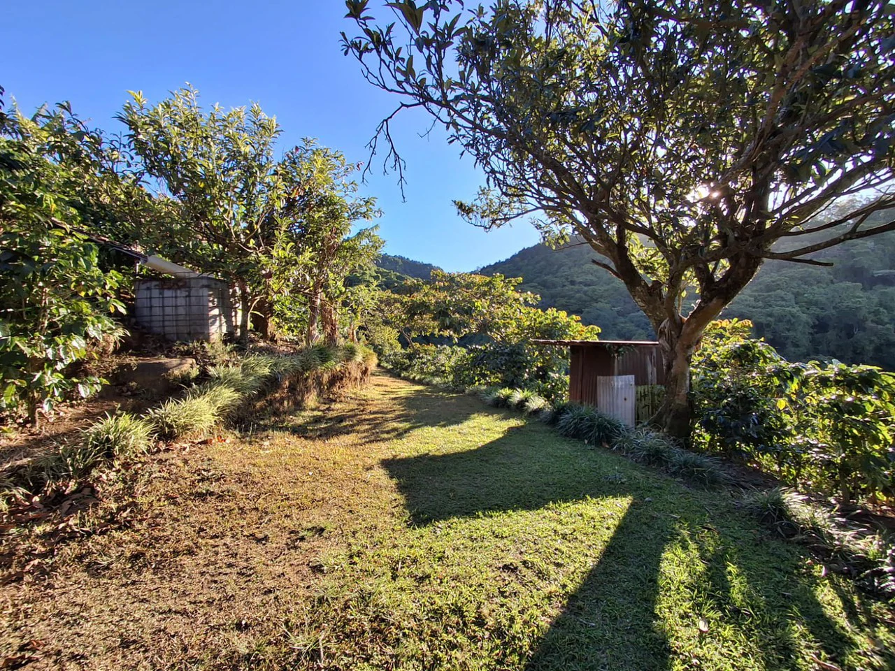 Cafetalero or Developer?: 25,378 m2 with Views of the Central Valley!! - Gallery image 4