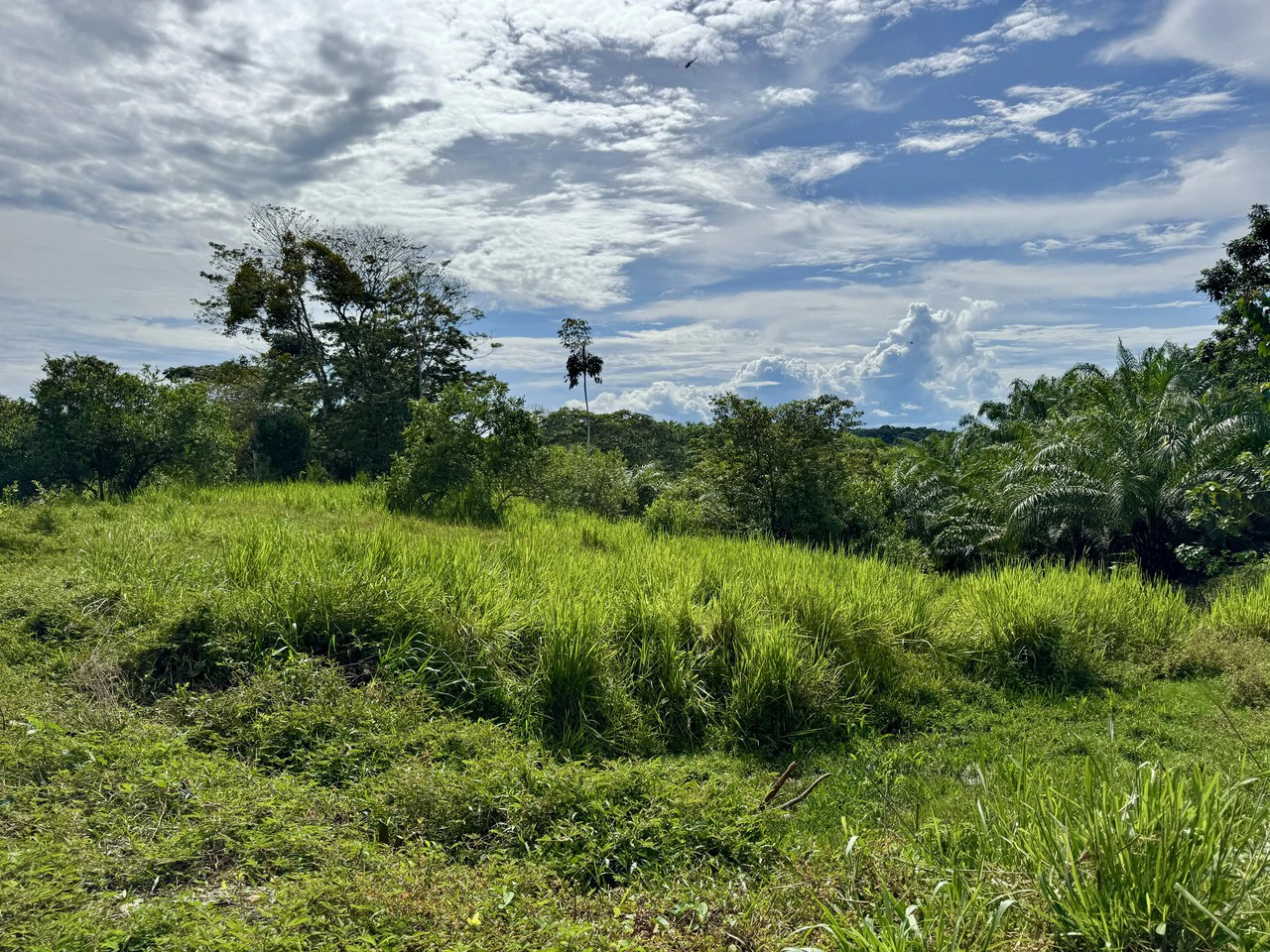 1.45 ACRES – Ocean View Property With Creek And Public Road Frontage, 12 Min To Beach And Surf!!! - Gallery image 6